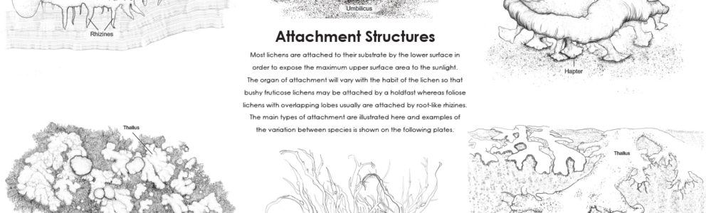 Handbook of Lichenology – Attachment structures