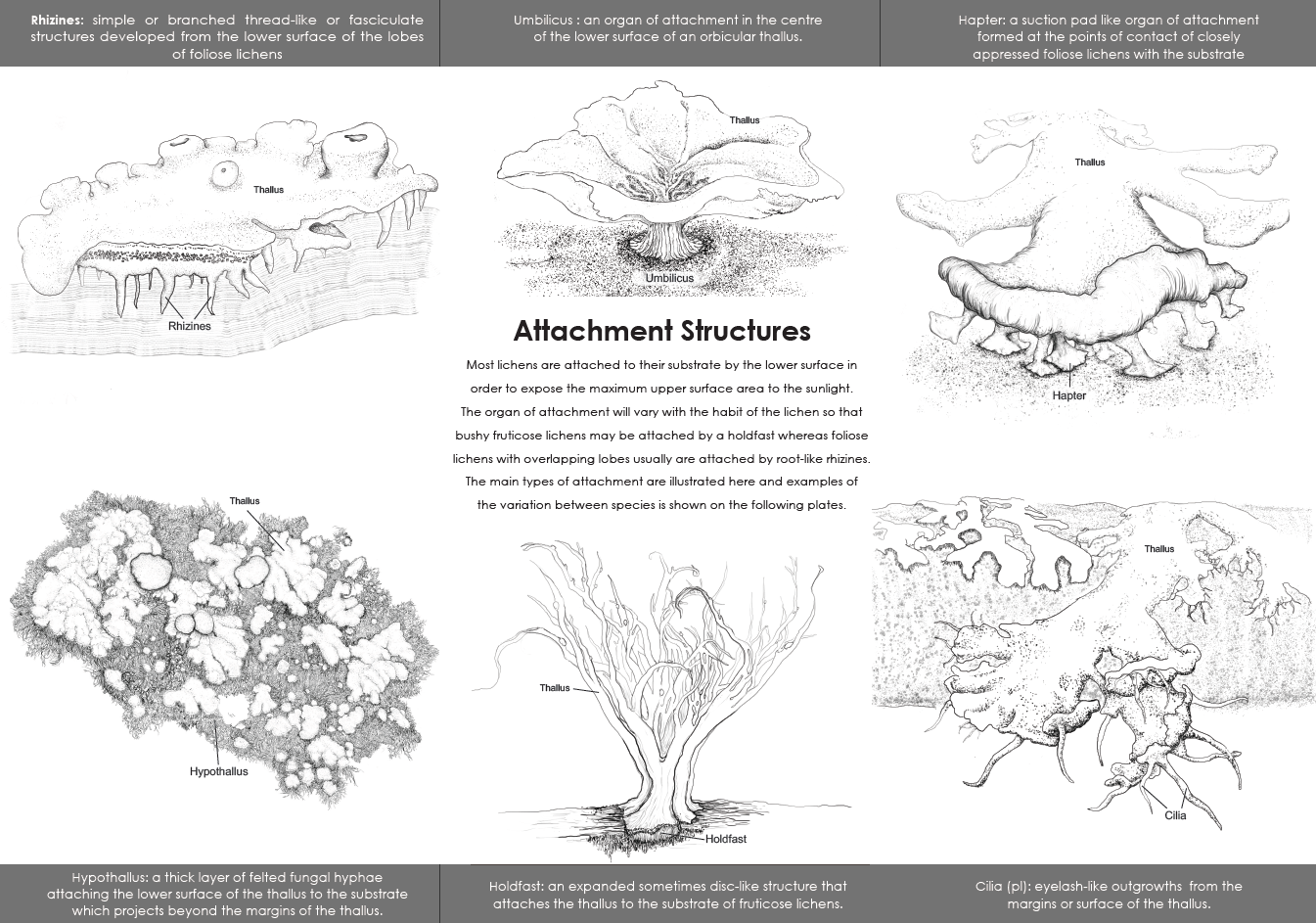 Handbook of Lichenology – Attachment structures
