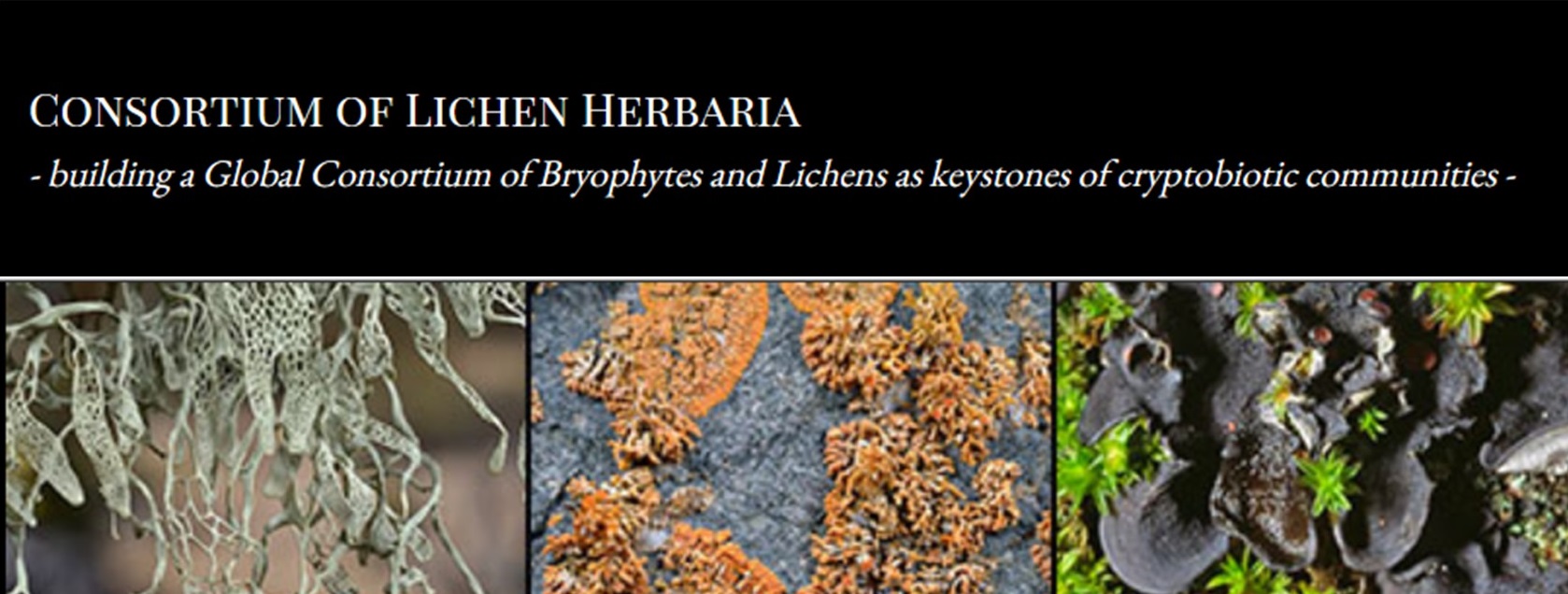 The Cabinet of Lichens